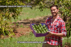Avokado Bahçesi Maliyeti 2025