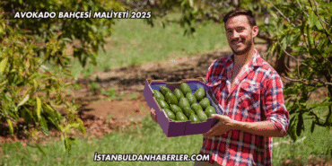 Avokado Bahçesi Maliyeti 2025