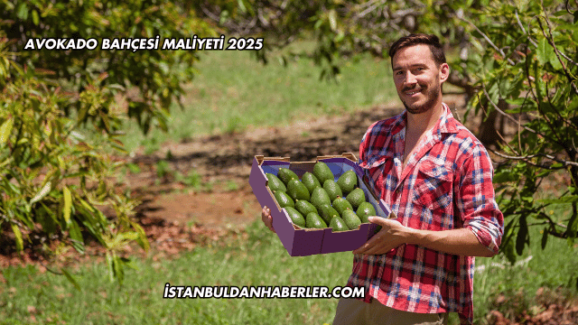 Avokado Bahçesi Maliyeti 2025