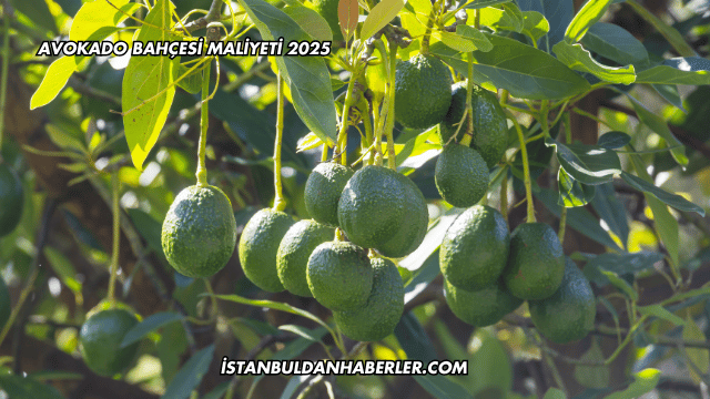 Avokado Bahçesi Maliyeti 2025