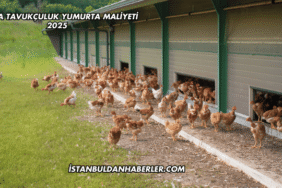 Salma Tavukçuluk Yumurta Maliyeti 2025