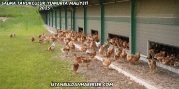 Salma Tavukçuluk Yumurta Maliyeti 2025