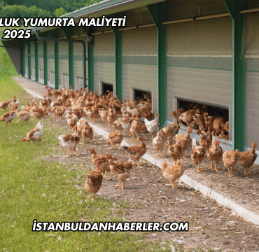 Salma Tavukçuluk Yumurta Maliyeti 2025