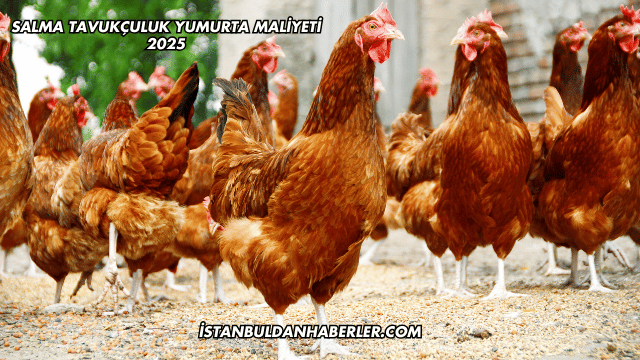 Salma Tavukçuluk Yumurta Maliyeti 2025