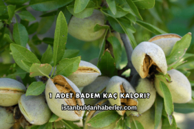 1 Adet Badem Kaç Kalori?