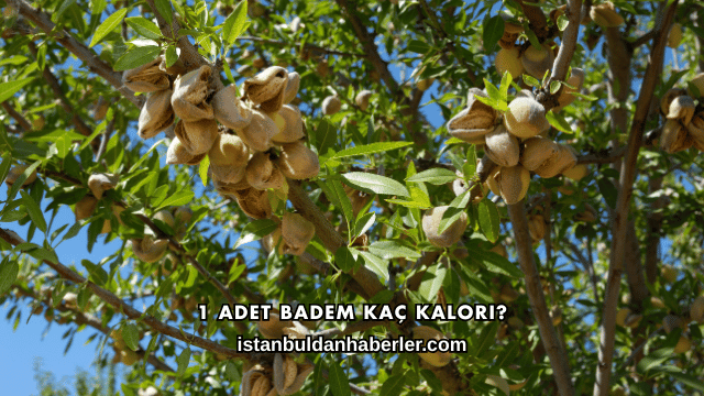 1 Adet Badem Kaç Kalori?