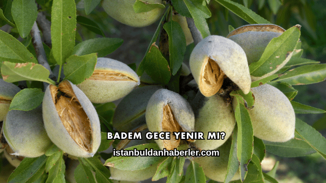 Badem Gece Yenir mi?