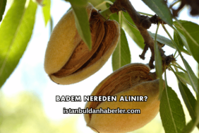 Badem Nereden Alınır?