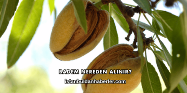 Badem Nereden Alınır?