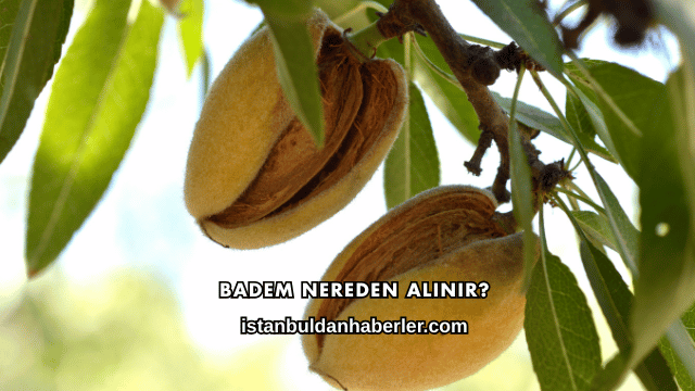 Badem Nereden Alınır?