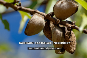 Bademin Faydaları Nelerdir?