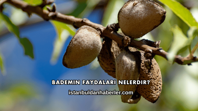 Bademin Faydaları Nelerdir?
