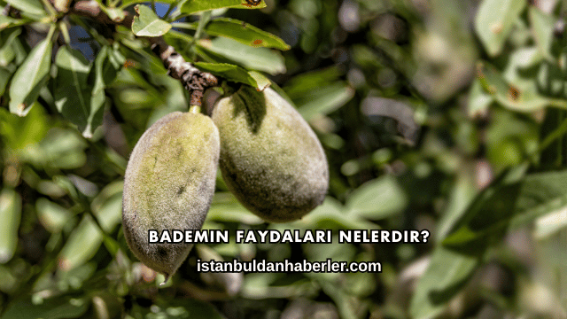 Bademin Faydaları Nelerdir?