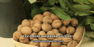 Ceviz Ağacı Ne Kadar Su İster?