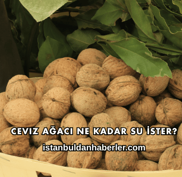 Ceviz Ağacı Ne Kadar Su İster?