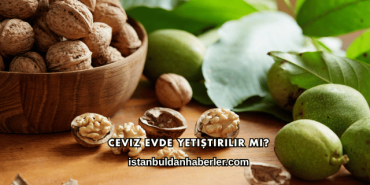 Ceviz Evde Yetiştirilir mi?