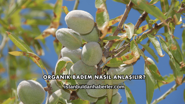Organik Badem Nasıl Anlaşılır?
