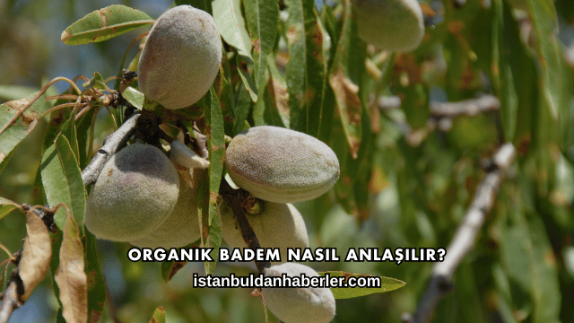 Organik Badem Nasıl Anlaşılır?