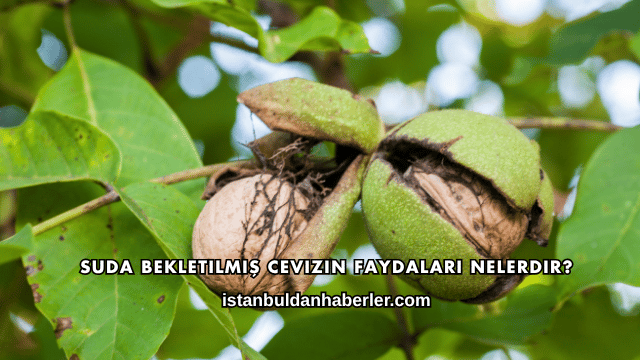 Suda Bekletilmiş Cevizin Faydaları Nelerdir?