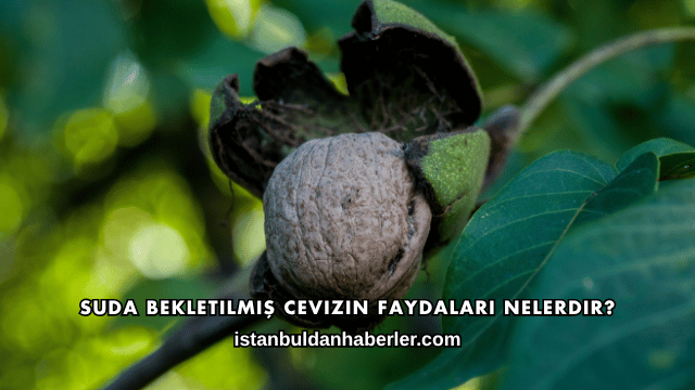 Suda Bekletilmiş Cevizin Faydaları Nelerdir?